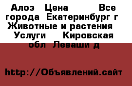 Алоэ › Цена ­ 150 - Все города, Екатеринбург г. Животные и растения » Услуги   . Кировская обл.,Леваши д.